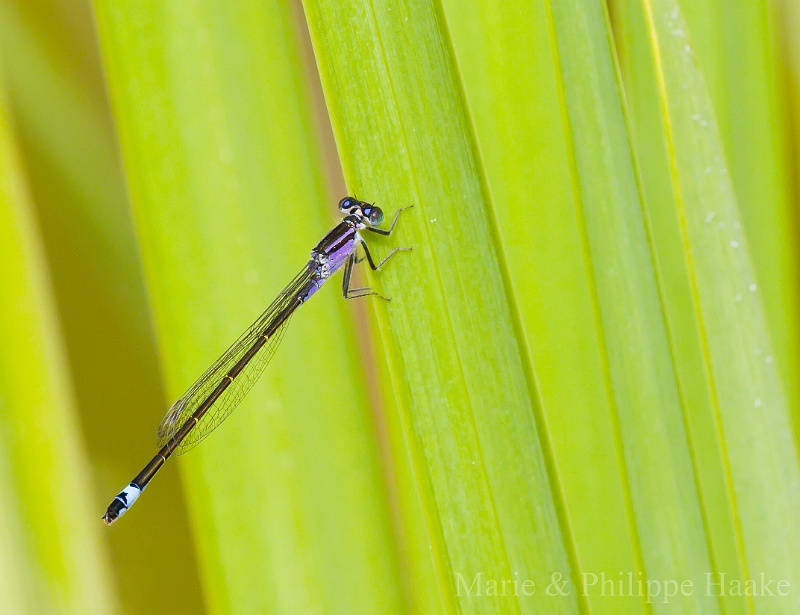 Agrion elegant 1829.jpg - Agrion élégant (femelle type violette) Ermitage, Genève, Suisse